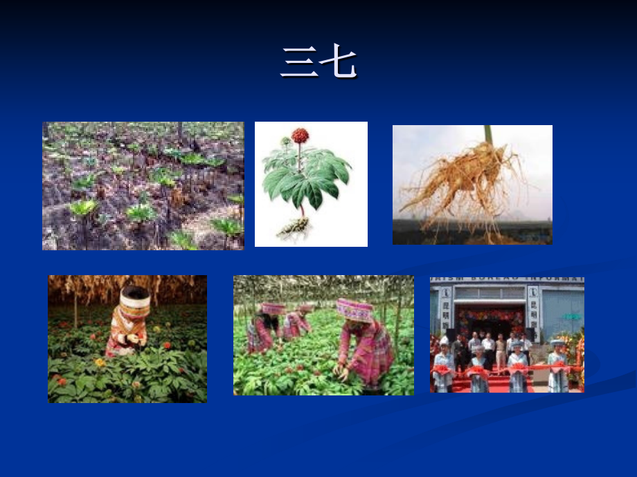 五加科——三七.ppt_第2页