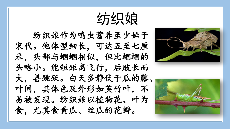 部编统编四下语文链接4：纺织娘公开课教案课件公开课教案课件公开课教案课件.ppt_第1页