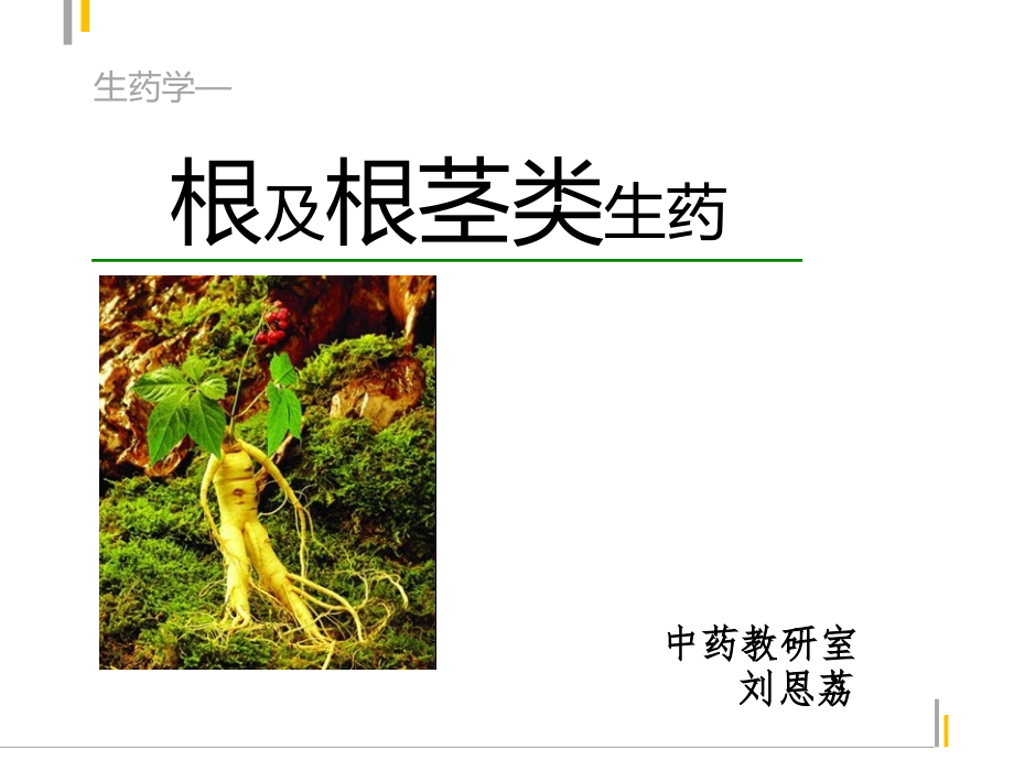 根及根茎类药材绪论.ppt_第1页