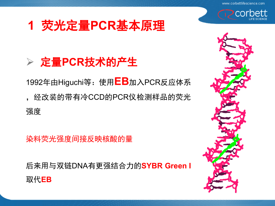 定量PCR基本原理及方法.ppt_第2页