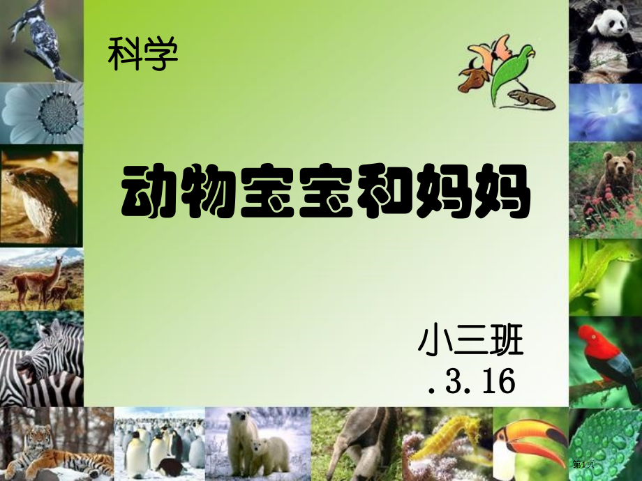 科学--动物宝宝和妈妈市公开课一等奖省赛课微课金奖课件.pptx_第1页