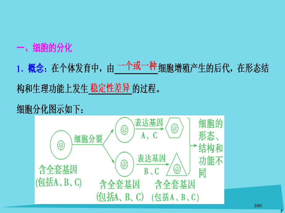 高考生物复习第四单元细胞的生命历程第三讲细胞的分化衰老凋亡和癌变市赛课公开课一等奖省名师优质课获奖P.pptx_第2页