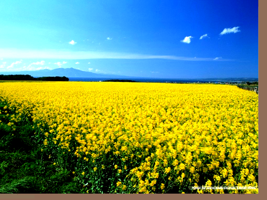 细胞生物学线粒体.pptx_第1页