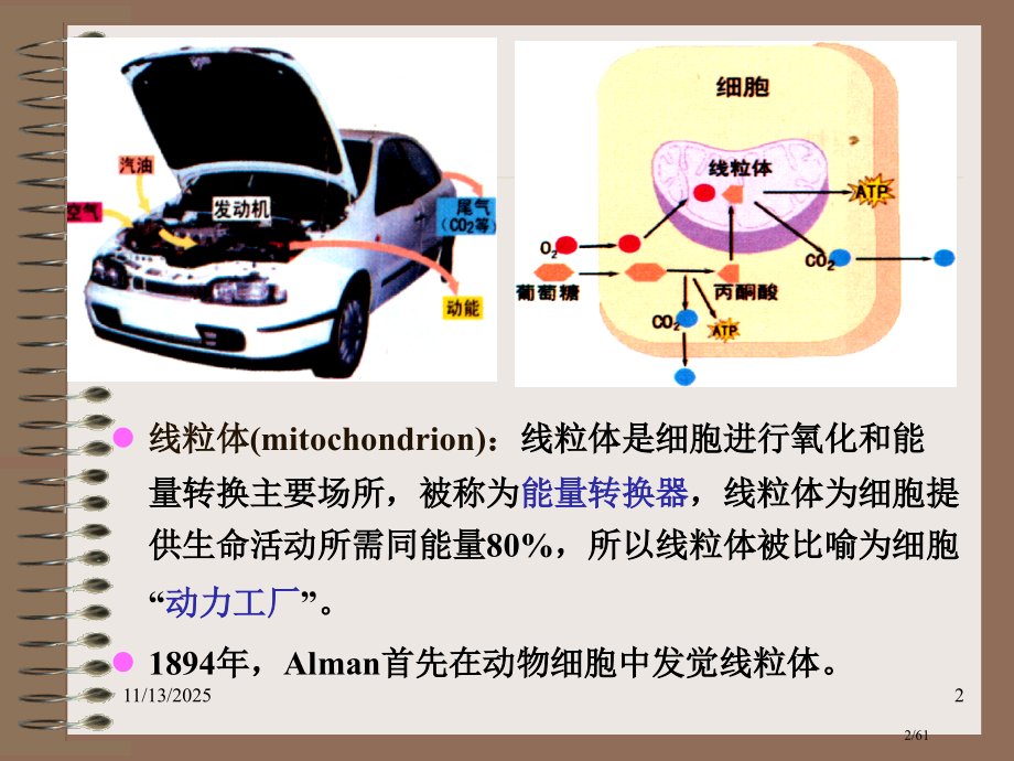 细胞生物学线粒体.pptx_第2页