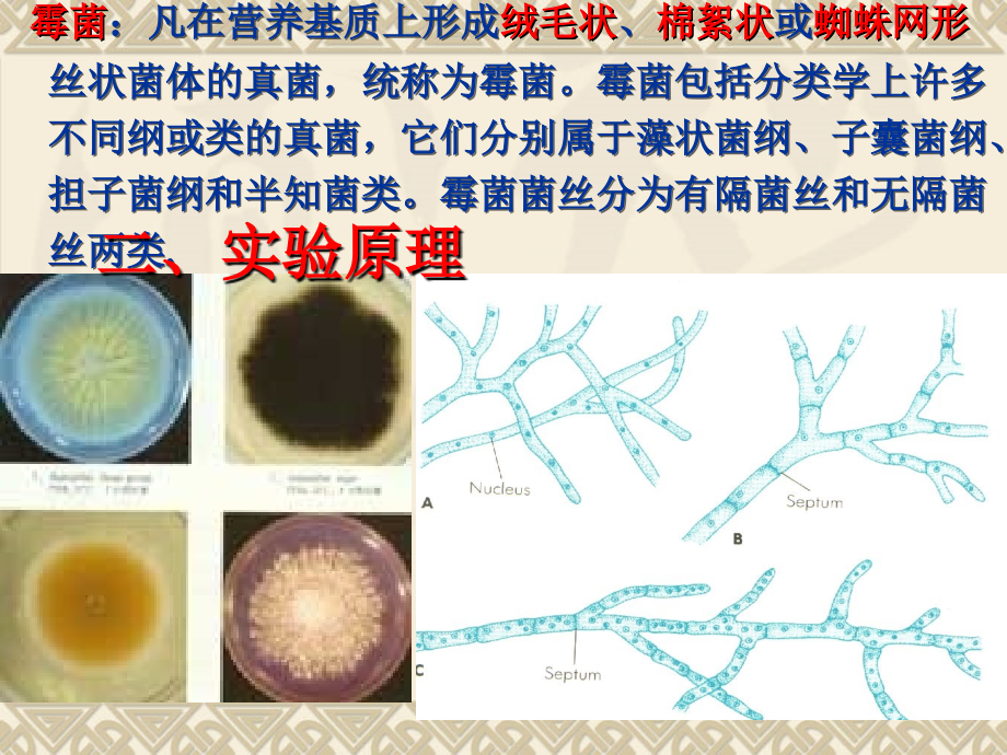 实验二-显微镜的使用-细菌三型的观察-霉菌的形态观察-刘.ppt_第2页