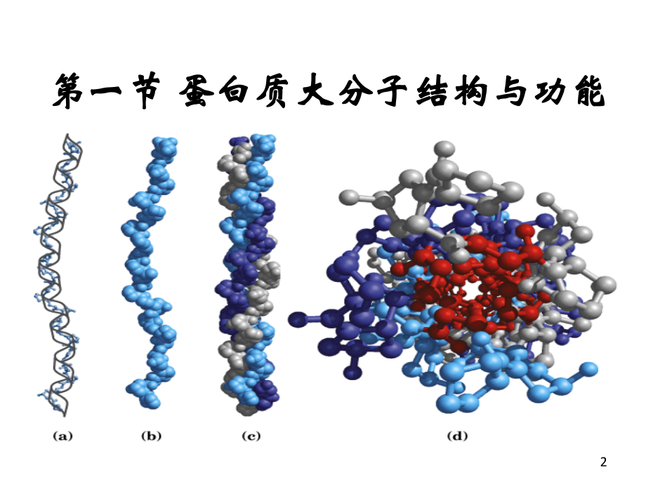 分子生物学第三章--蛋白质大分子结构与功能.ppt_第2页