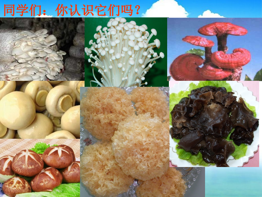 微生物-第二章-食用真菌-.ppt_第1页