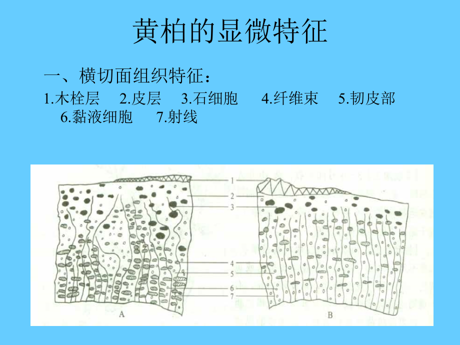 实验九-皮类中药鉴定.ppt_第1页