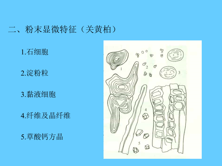 实验九-皮类中药鉴定.ppt_第2页