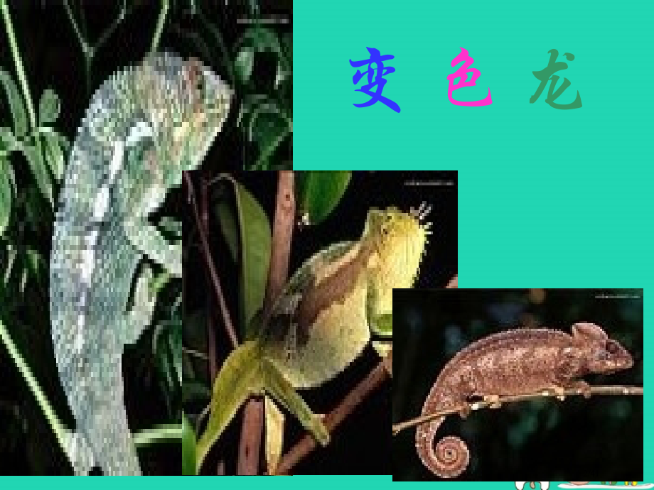 九年级语文上册第五单元第18课变色龙教案省公开课一等奖新名师优质课获奖课件.pptx_第2页