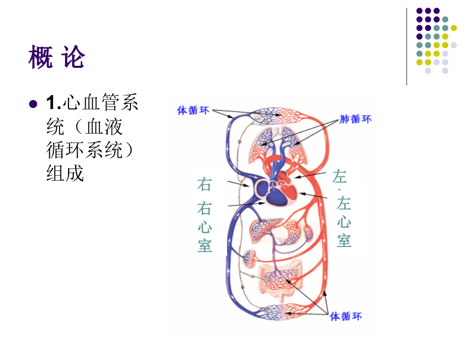 兽医外科学——第四章-心血管疾病.ppt_第2页