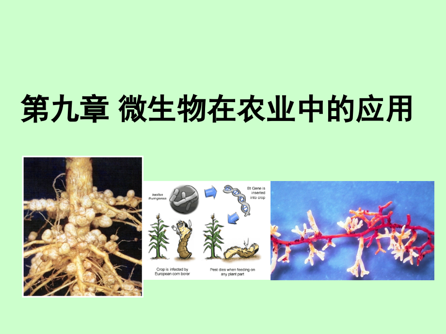 微生物在农业中的应用(定).ppt_第1页