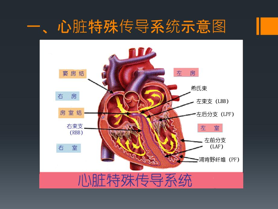 心电图实验课.ppt_第1页