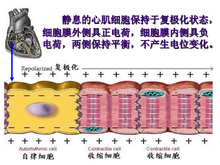 北医临床心电图学内部课件.ppt_第2页