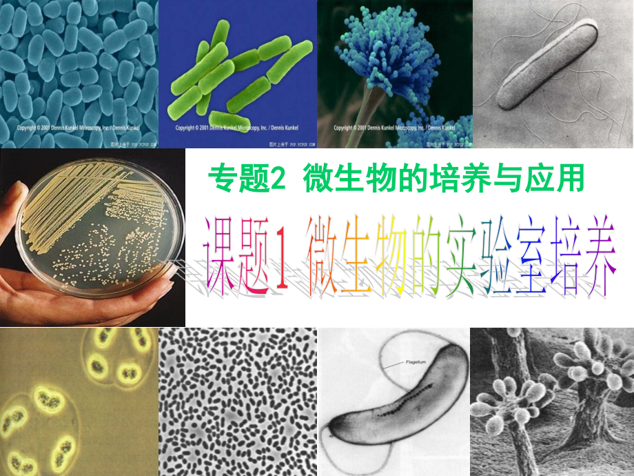 微生物的实验室培养终.ppt_第2页