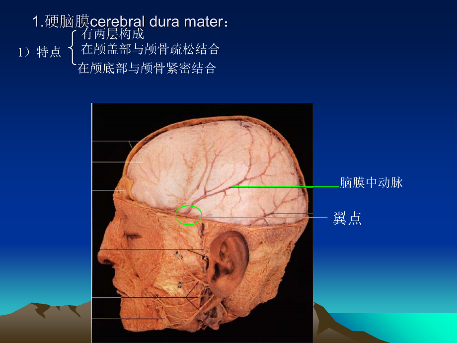录-断层3(脑膜脑血管).ppt_第2页
