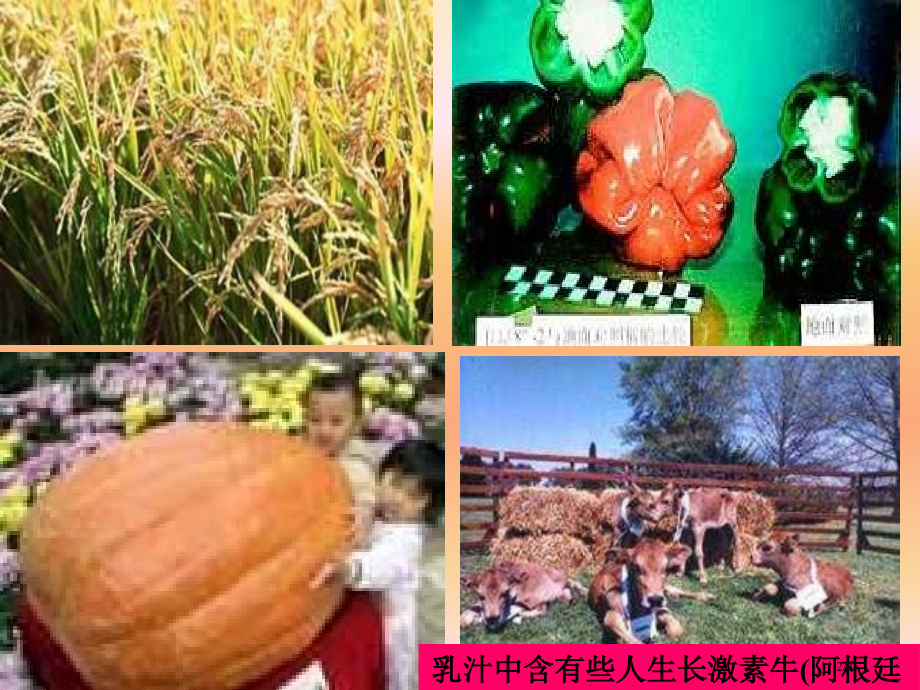 高中生物必修二杂交育种和诱变育种.pptx_第2页