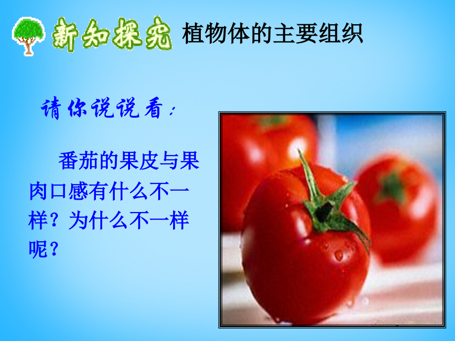 广东省珠海市第九中学七年级生物上册-2.4.1-细胞分化形成组织课件2-北师大版.ppt_第2页