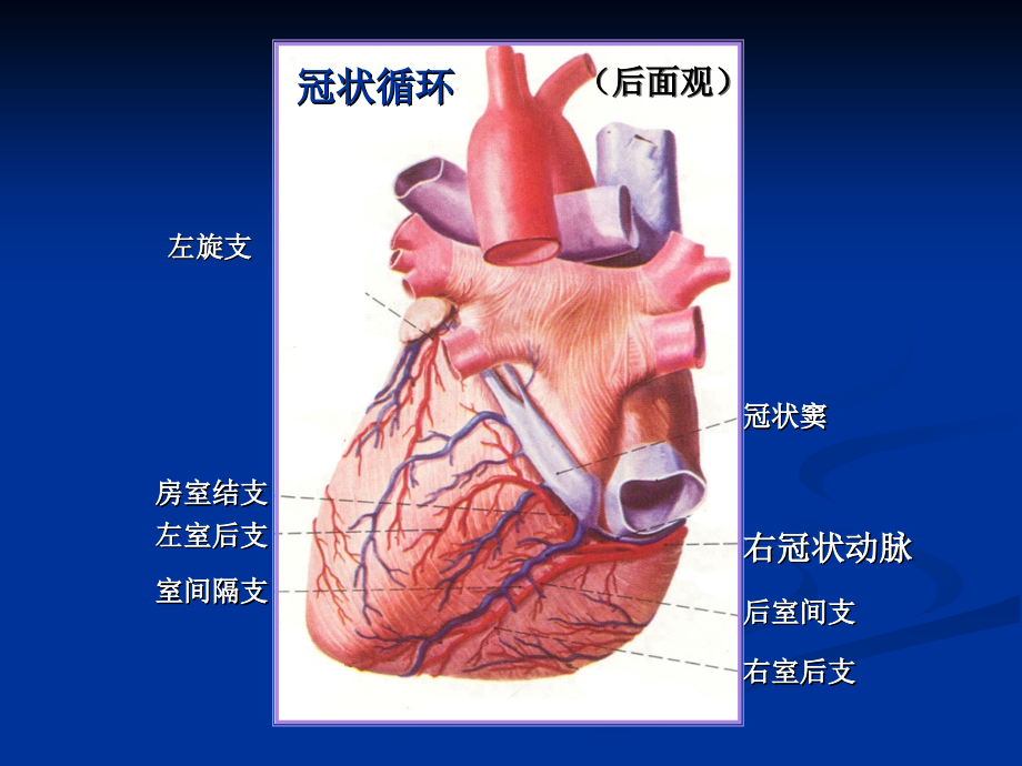 心电图检查之二异常心电图.ppt_第2页