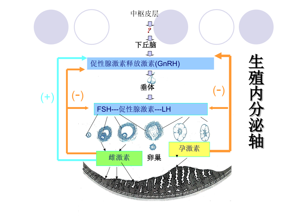 口避孕药临床应用.ppt_第1页