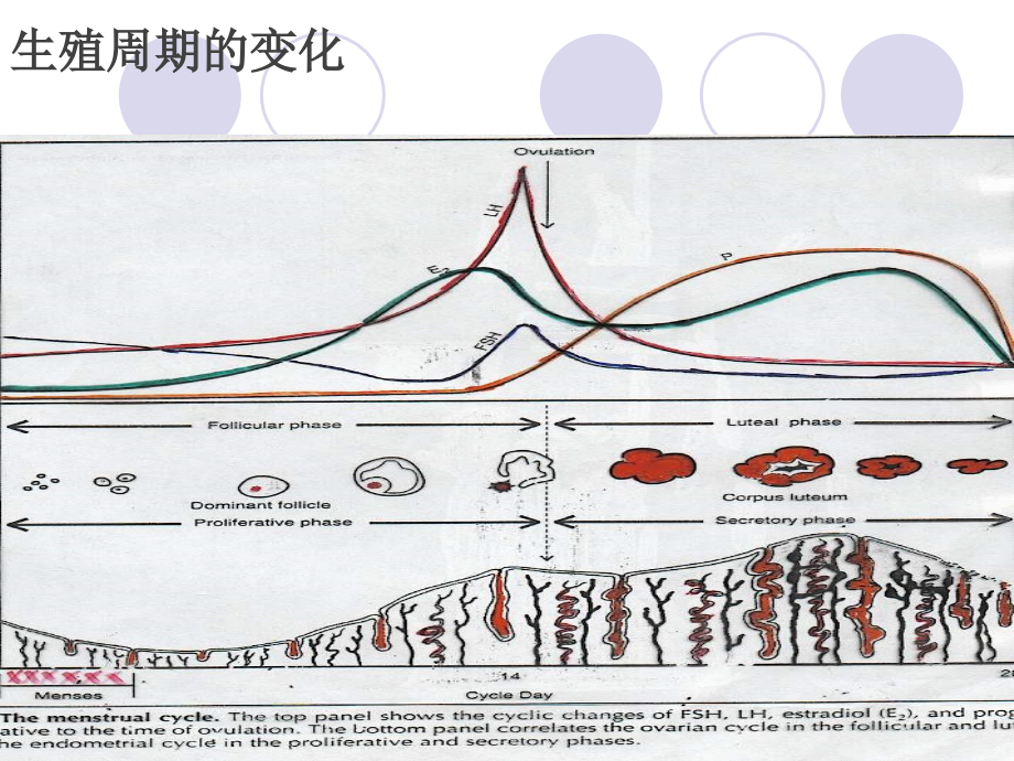 口避孕药临床应用.ppt_第2页