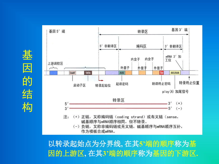 基因的表达与调控-DNA技术.ppt_第2页