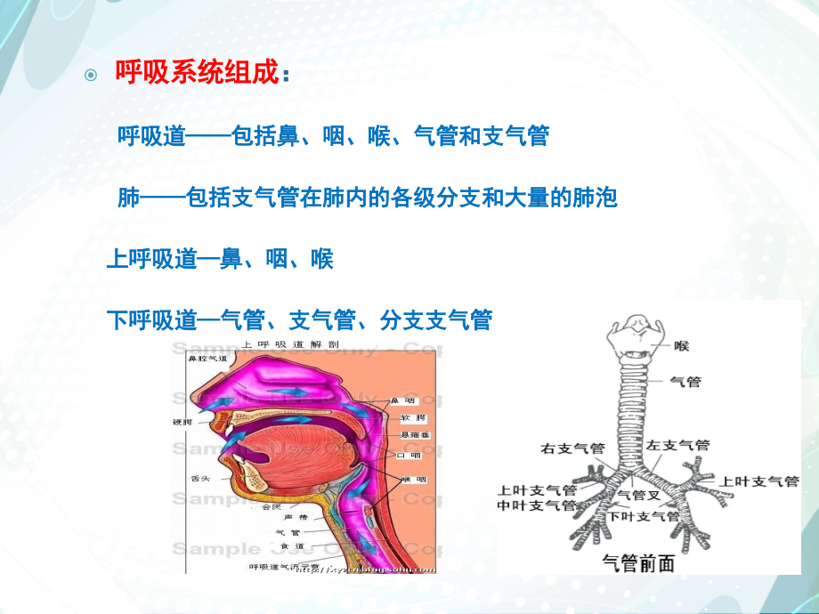 人工气道的建立与护理.ppt_第2页