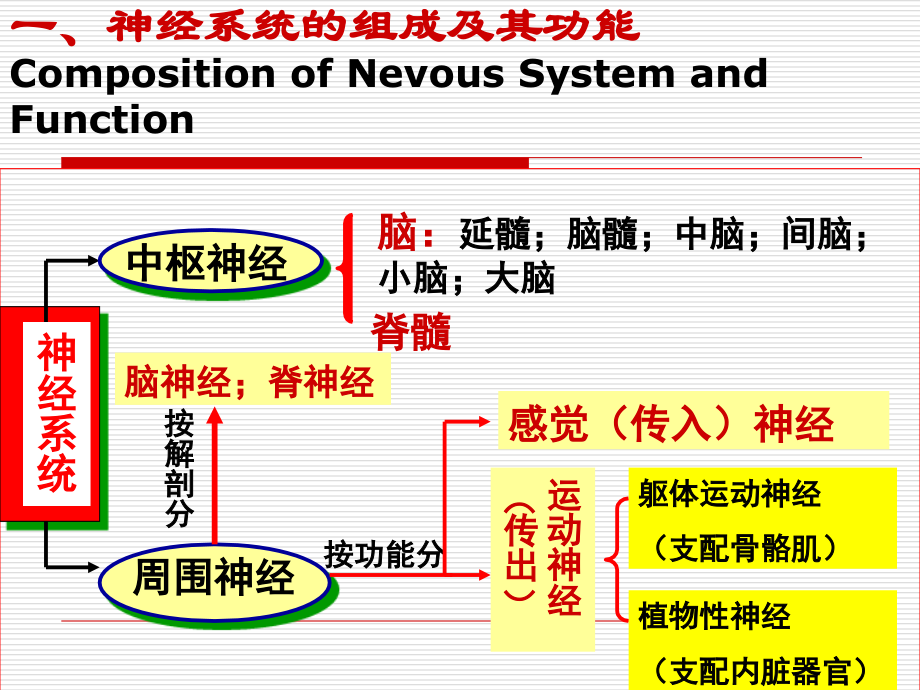 人体工程学-3人的神经系统和感知.ppt_第1页