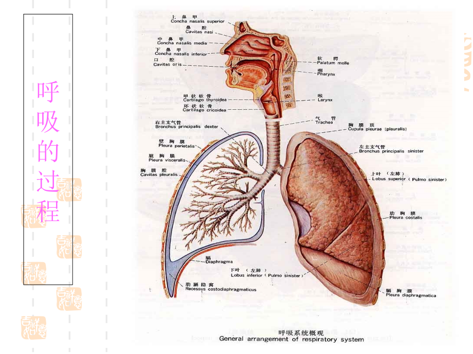 人工气道的管理及.ppt_第1页