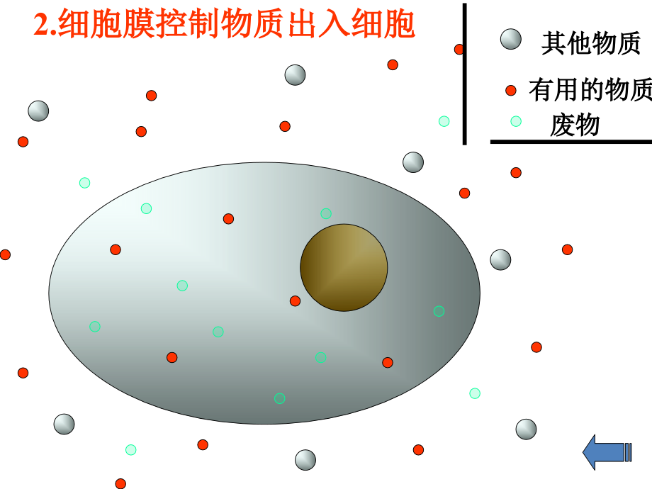 专题二生物体的结构层次(第三课).ppt_第2页