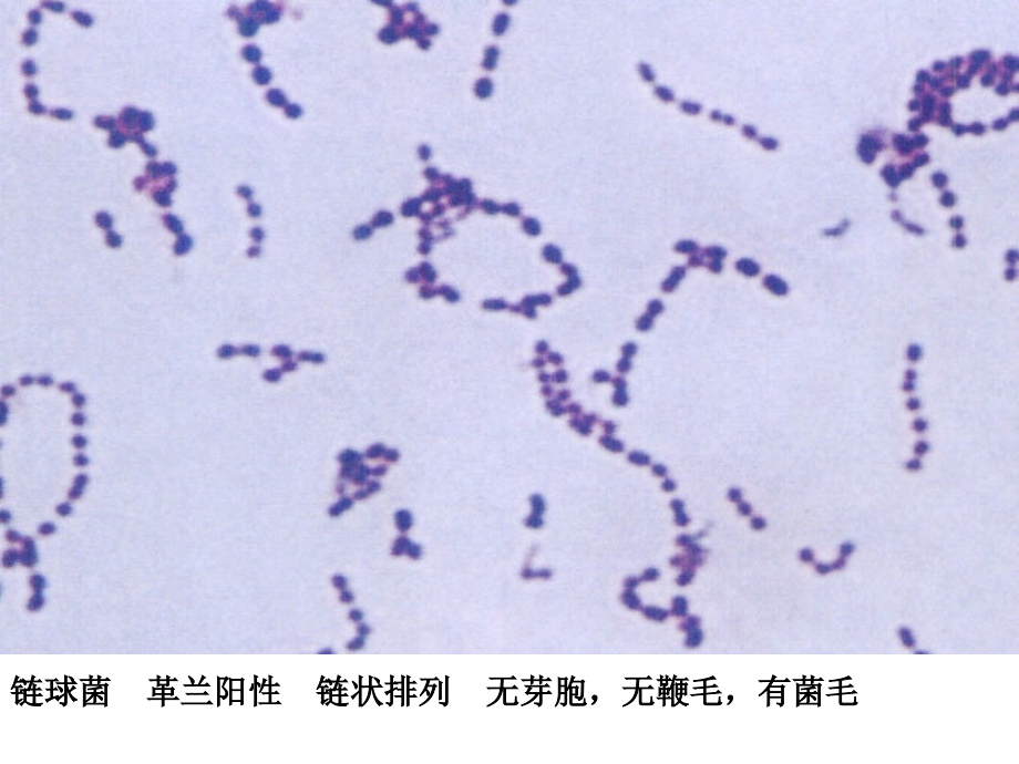 微生物学形态学示教.ppt_第2页