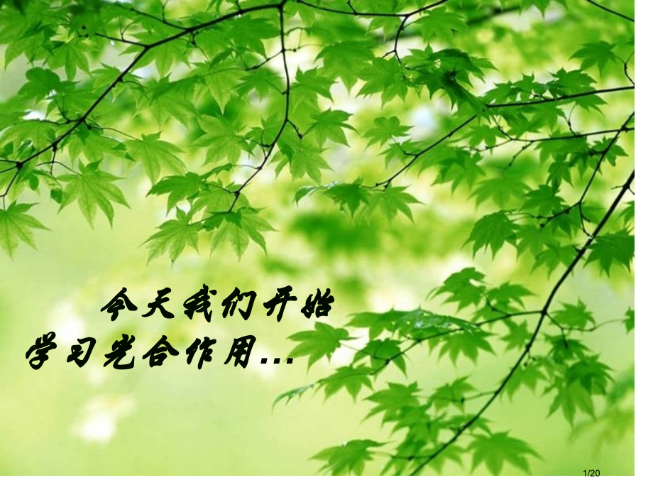 光合色素(优质课市公开课一等奖省赛课微课金奖课件.pptx_第1页