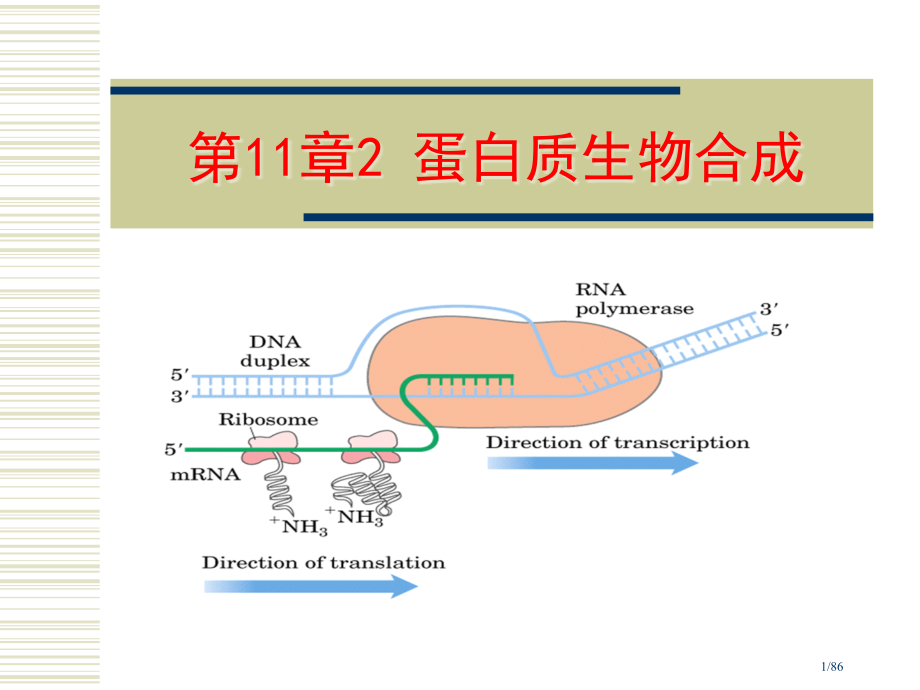 蛋白质的生物合成专题.pptx_第1页