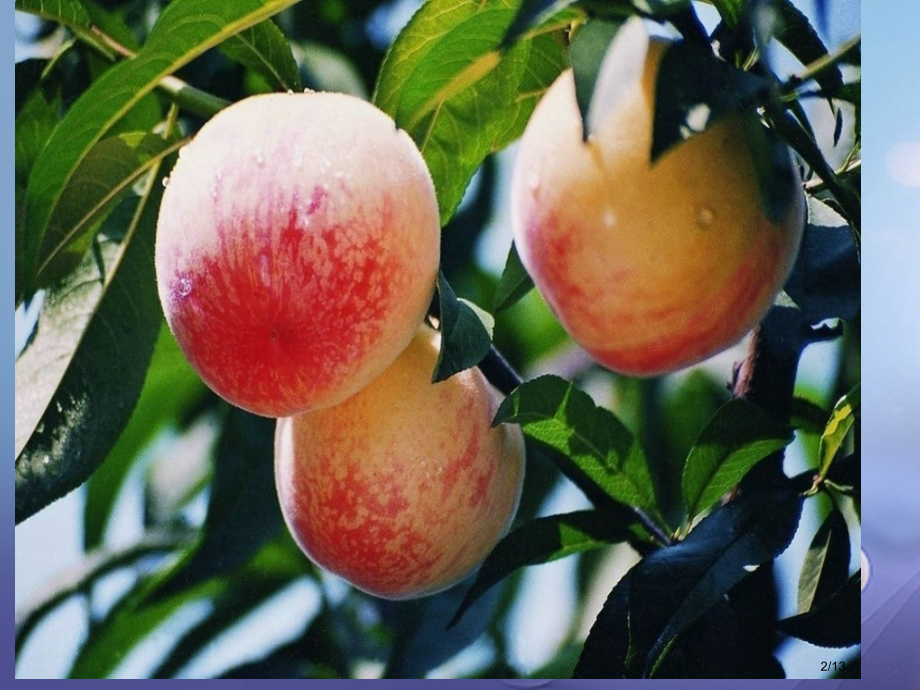 七年级科学下册7.1绿色开花植物的有性生殖和发育教案全国公开课一等奖百校联赛微课赛课特等奖PPT课件.pptx_第2页