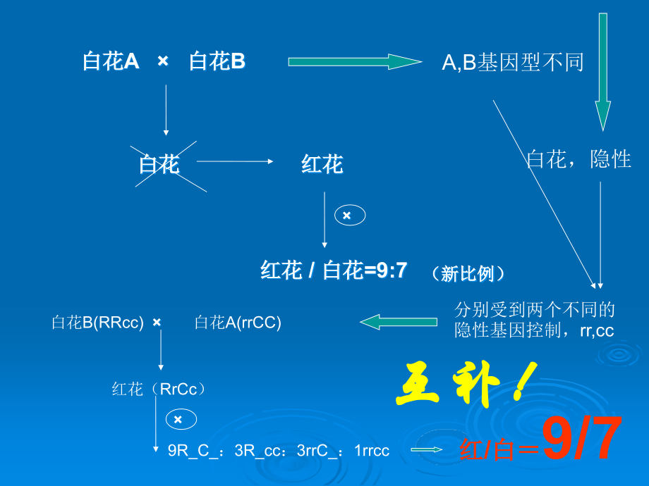 上海交通大学遗传学课件lecture3.ppt_第2页