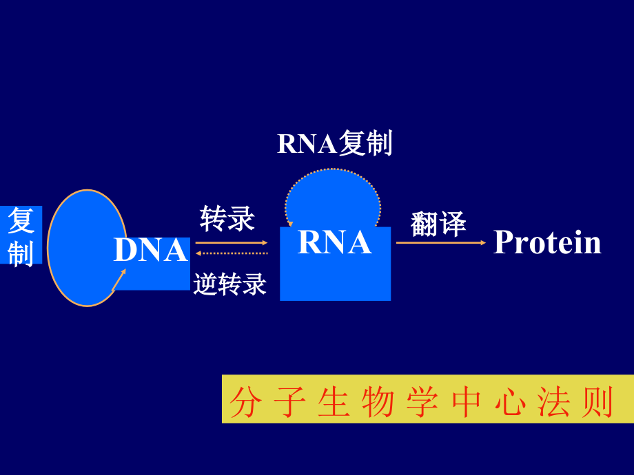 DNA的生物合成-化药.ppt_第1页