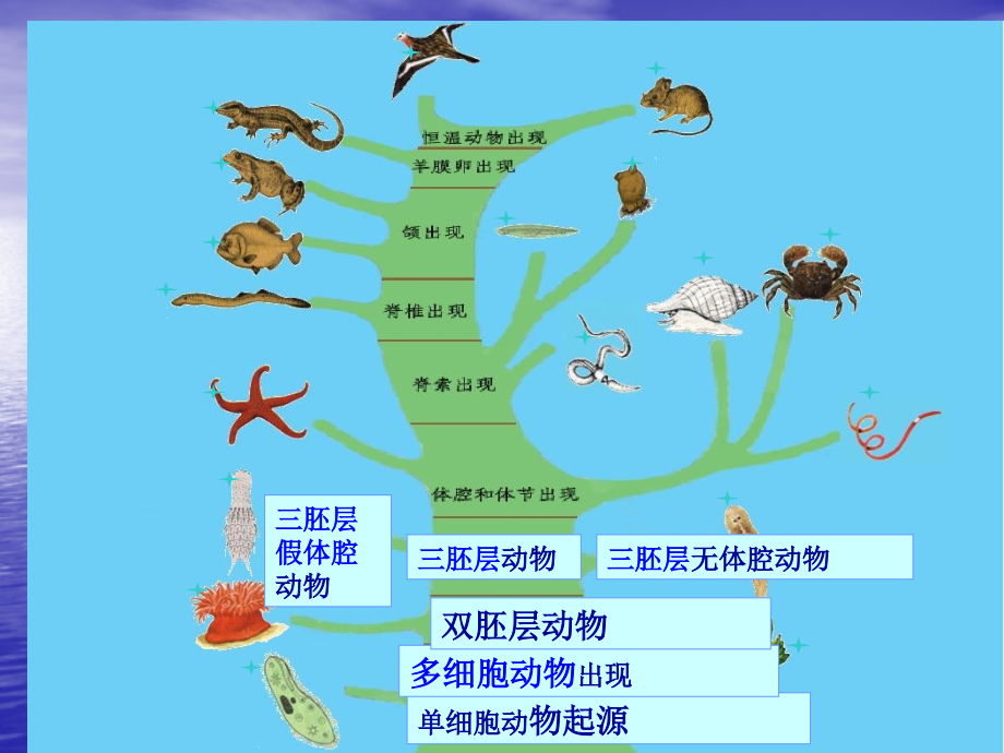 -原腔动物.ppt_第2页