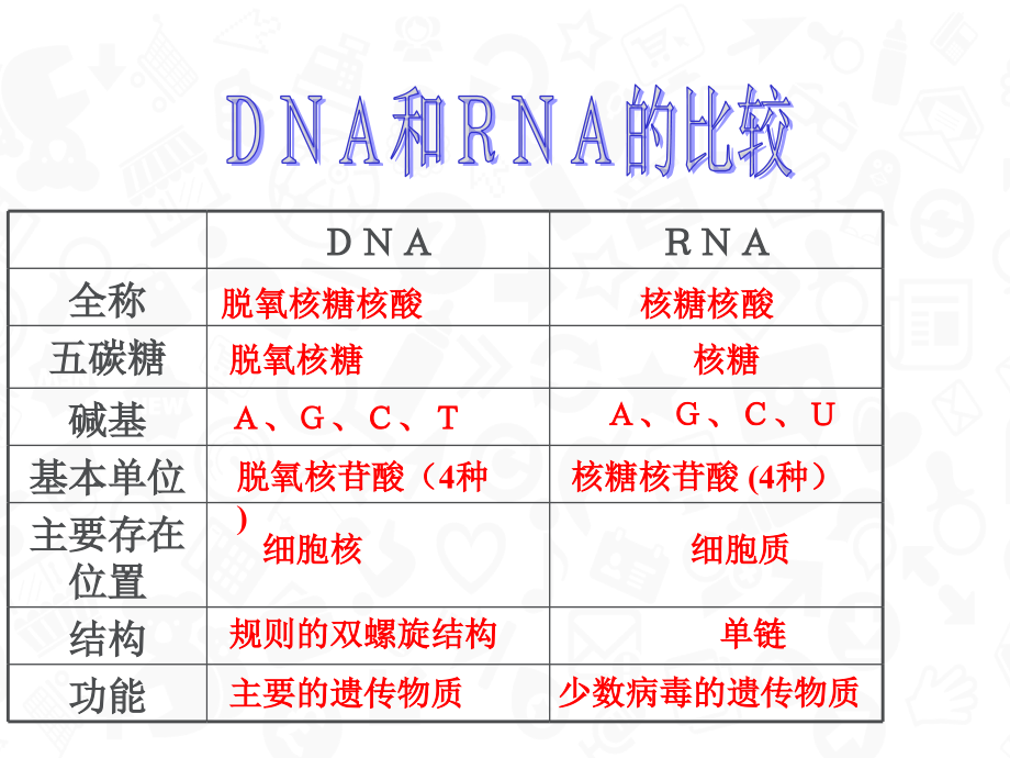 DNA分子的结构与复制-一轮复习.ppt_第2页