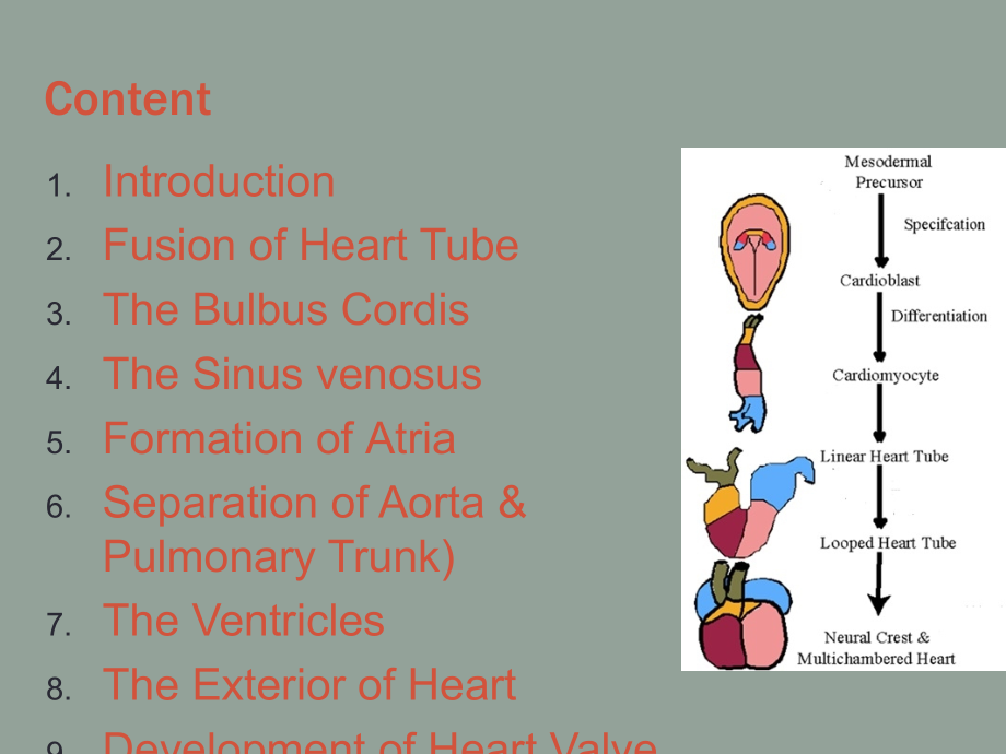 Development-of-the-heart.ppt_第1页