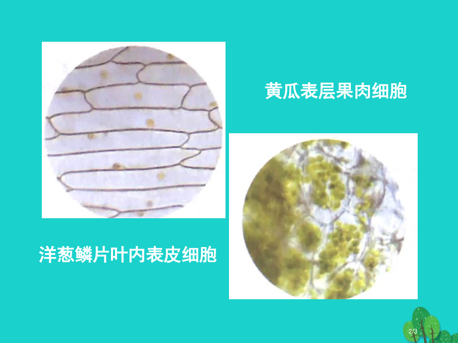 七年级生物上册第二单元第三章第1节细胞的基本结构和功能形形色色的植物细胞全国公开课一等奖百校联赛微课.pptx_第2页