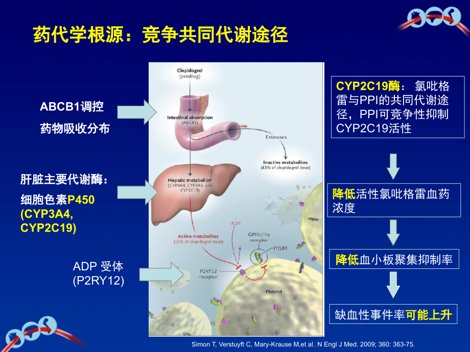 P2Y12受体拮抗剂与PPI相互作用新探.ppt_第2页