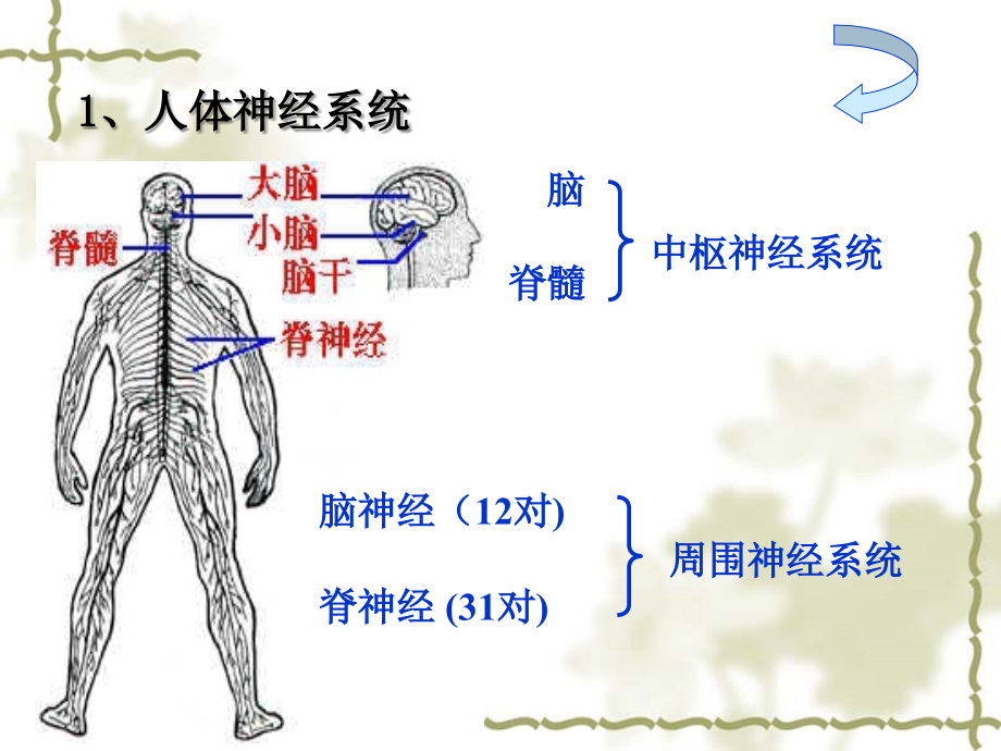 (new)通过神经系统的调节.ppt_第2页