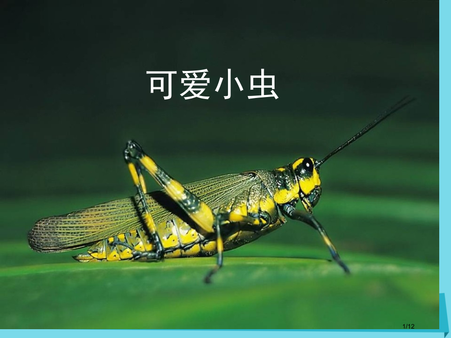 一年级美术上册第10课可爱的小虫备课全国公开课一等奖百校联赛微课赛课特等奖PPT课件.pptx_第1页