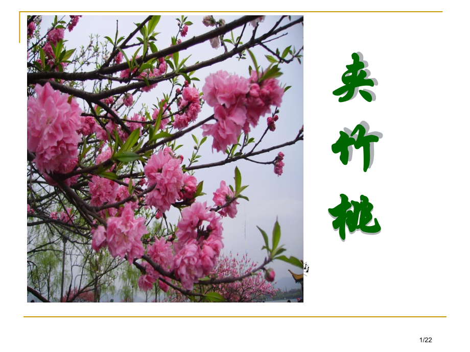 夹竹桃第一课时市公开课一等奖省赛课微课金奖PPT课件.pptx_第1页