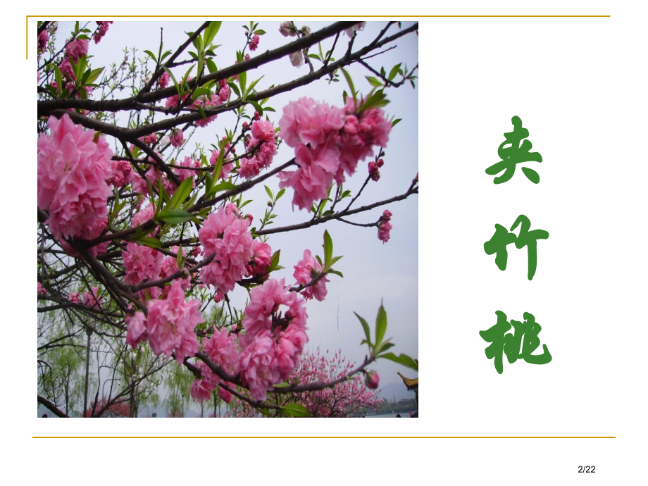夹竹桃第一课时市公开课一等奖省赛课微课金奖PPT课件.pptx_第2页