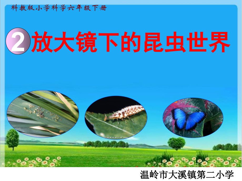 1.2放大镜下的昆虫世界.ppt_第1页