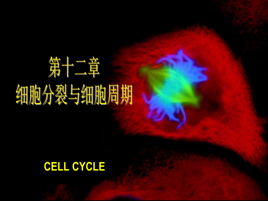(12)(13细胞生物学.ppt_第2页