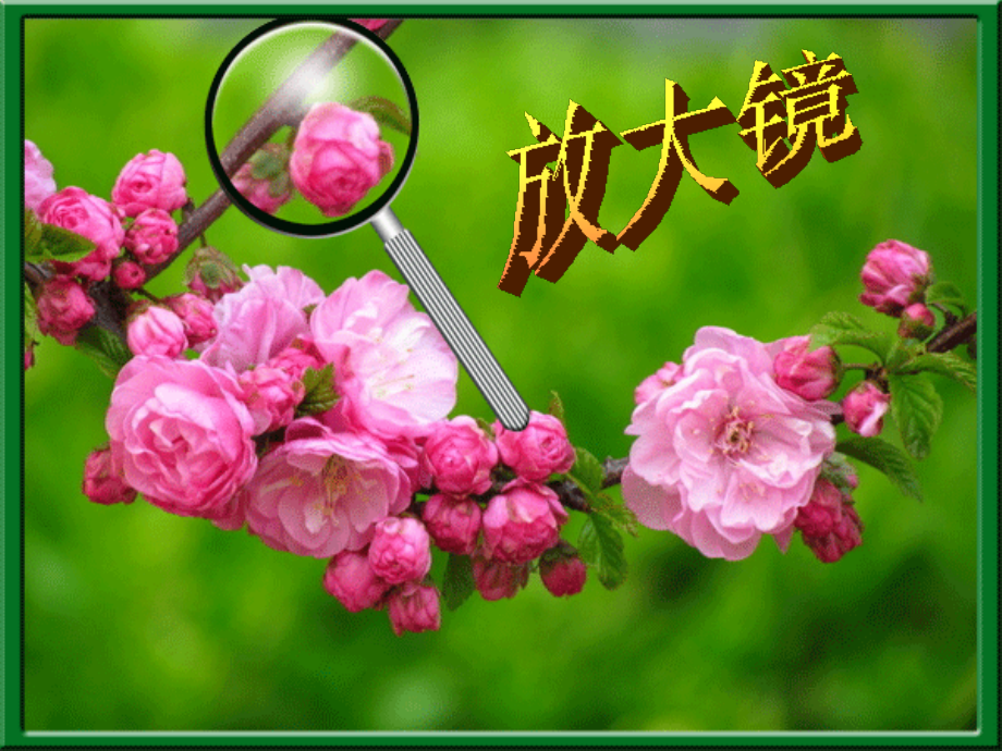 《放大镜》六年科学下册第一单元.ppt_第1页