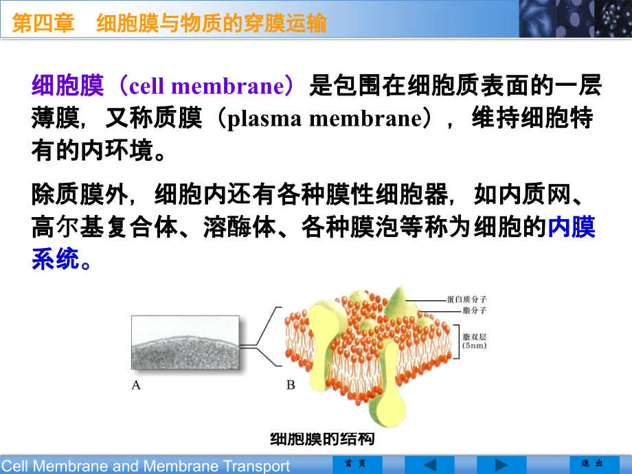 hzh-第四章细胞膜与物质的穿膜运输.ppt_第2页