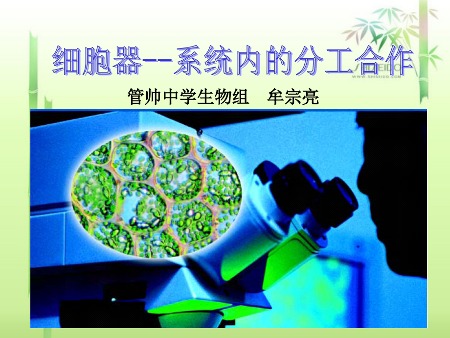 《细胞器--系统内的分工合作》.ppt_第1页